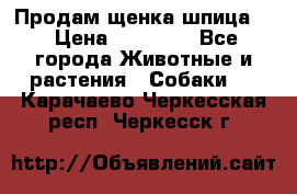 Продам щенка шпица.  › Цена ­ 15 000 - Все города Животные и растения » Собаки   . Карачаево-Черкесская респ.,Черкесск г.